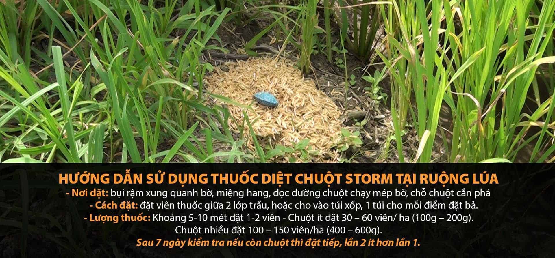 Cách sử dụng thuốc diệt chuột Storm tại ruộng lúa