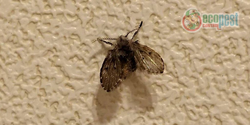 Ruồi cánh bướm "Ruồi cống" đậu trên tường phòng khách