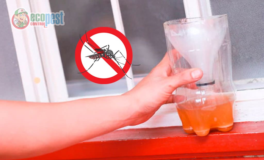 Bẫy diệt muỗi bằng nước tại nhà