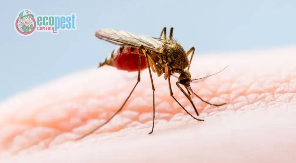 Muỗi - Loài côn trùng hút máu người (Mosquito)