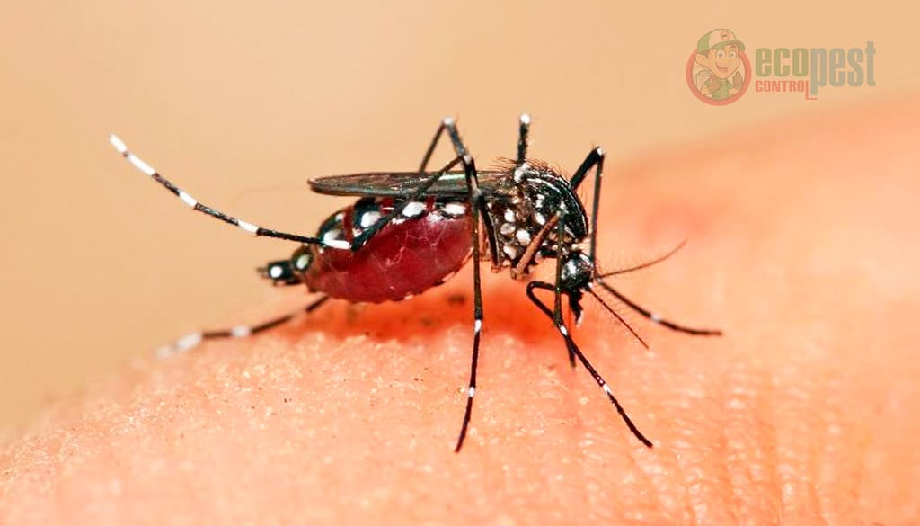 Muỗi loài côn trùng nguy hiểm hút máu người