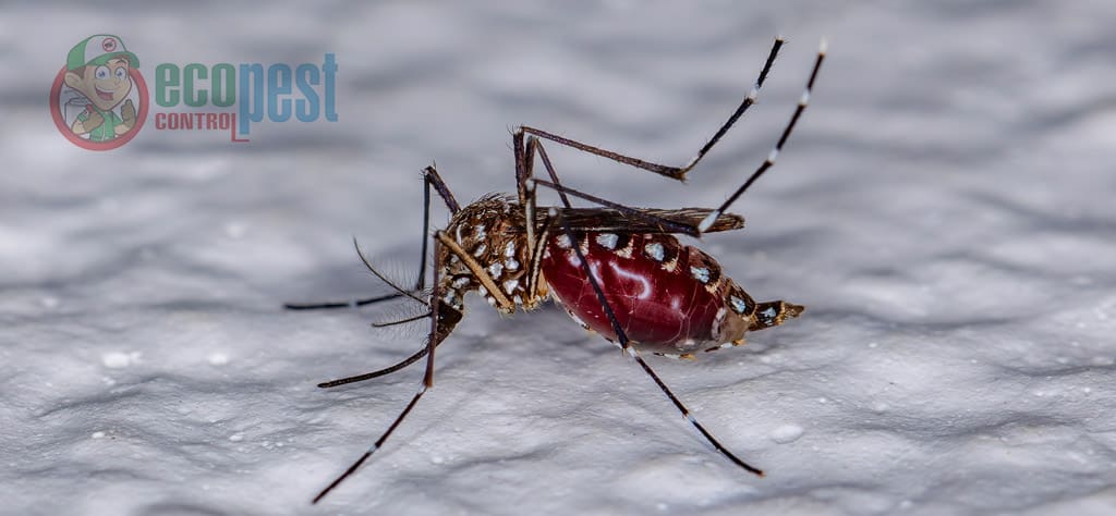 Muỗi vằn (Aedes aegypti)