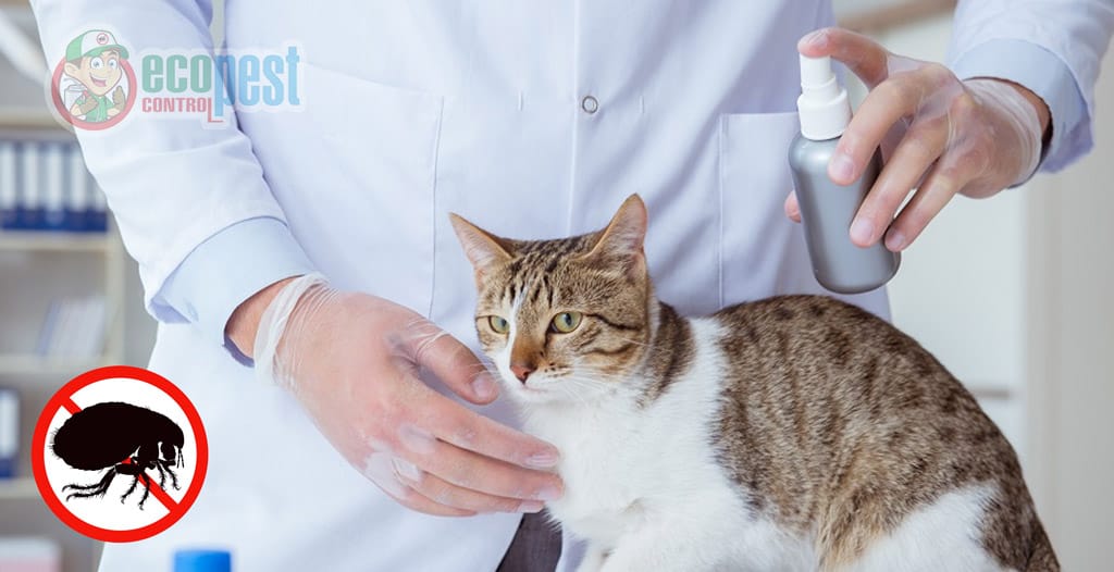 Xịt thuốc đặc trị bọ chét cho chó mèo